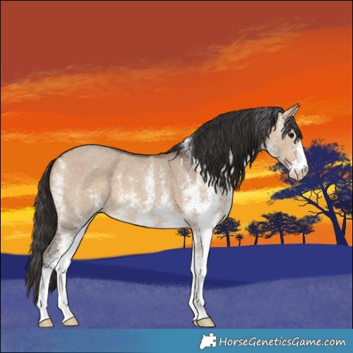 Horse Color:White Spotted Bay Dun 
