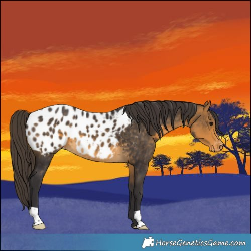 Horse Color:Buckskin Appaloosa 