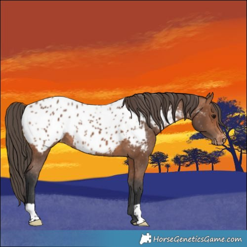 Horse Color:Bay Appaloosa 