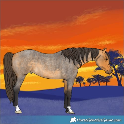 Horse Color:Buckskin Roan 