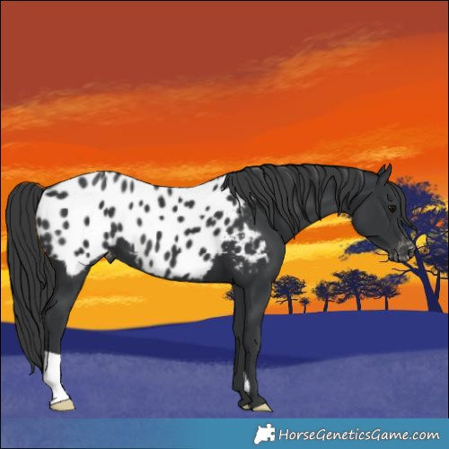 Horse Color:Black Appaloosa 