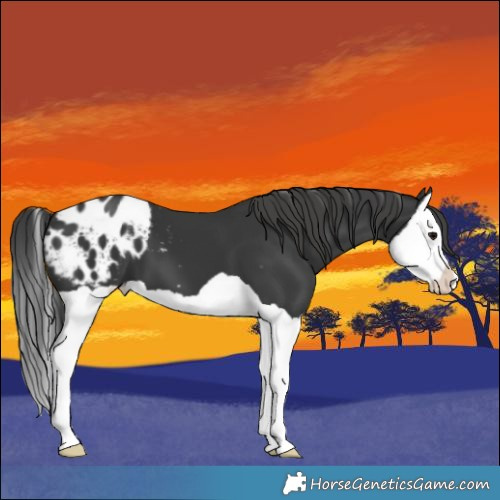 Horse Color:Black Splash Appaloosa 