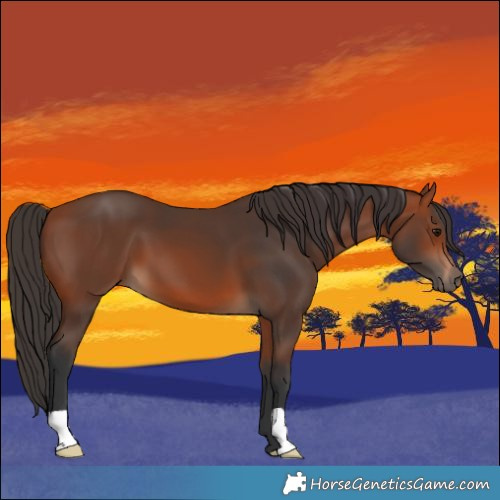 Horse Color:Bay 