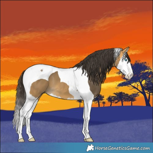 Horse Color:Buckskin Splash Tobiano 