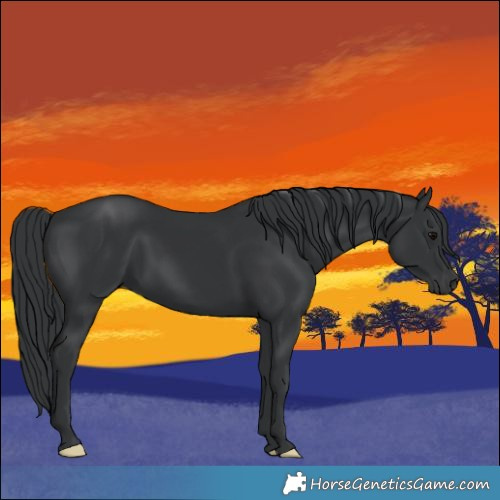 Horse Color:Black 