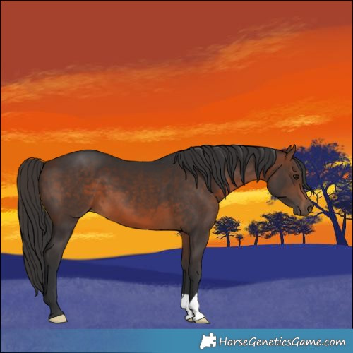 Horse Color:Brown 
