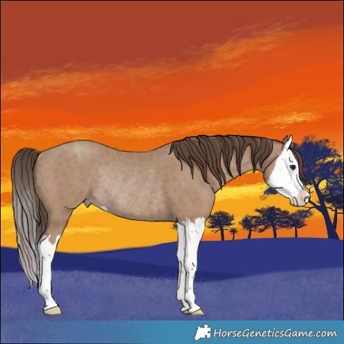 Horse Color:Classic Champagne Splash Rabicano 