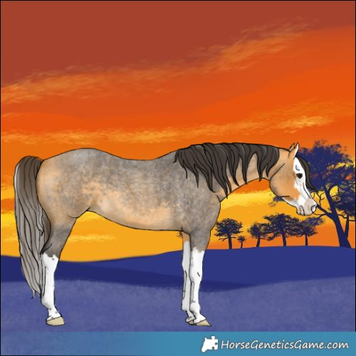 Horse Color:Buckskin Roan Splash 