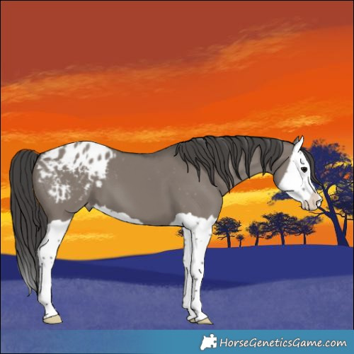 Horse Color:Grullo Splash Appaloosa 