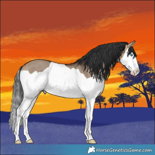 Horse Color:Bay Dun Splash 