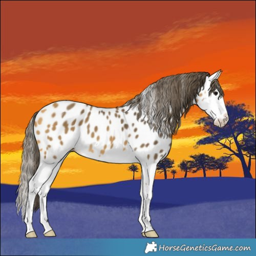 Horse Color:Buckskin Splash Appaloosa 