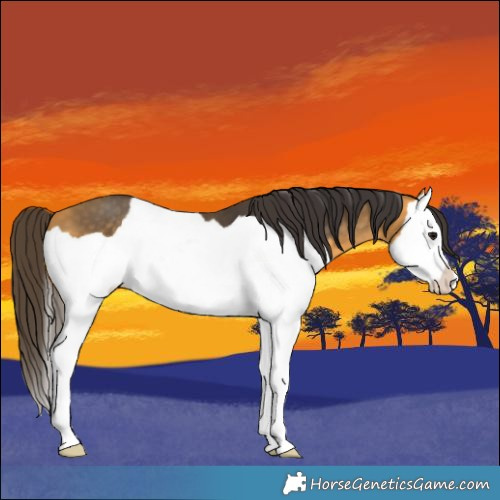 Horse Color:Buckskin Splash 