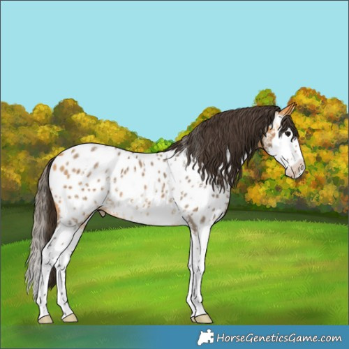 Horse Color:Buckskin Sabino Splash Appaloosa 