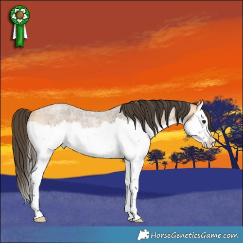 Horse Color:Buckskin Roan Splash Rabicano 