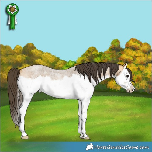 Horse Color:Buckskin Roan Splash Rabicano