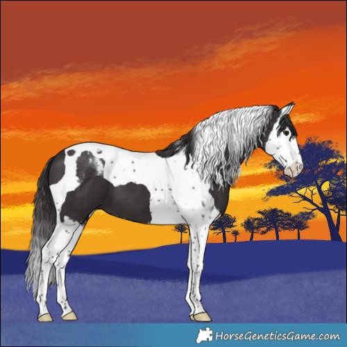 Horse Color:Smoky Black Splash Tobiano 