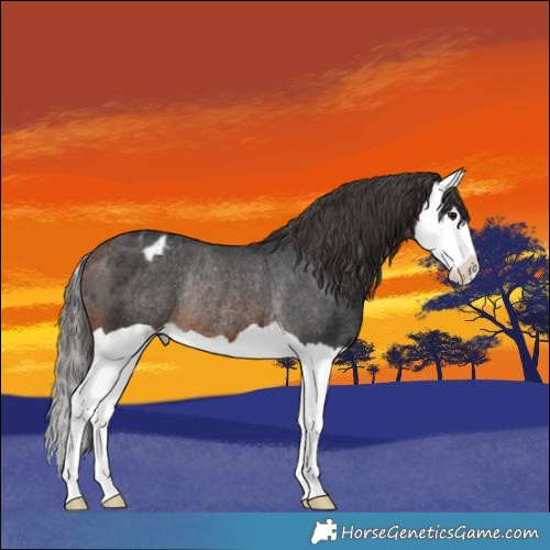 Horse Color:Brown Splash Appaloosa Rabicano 