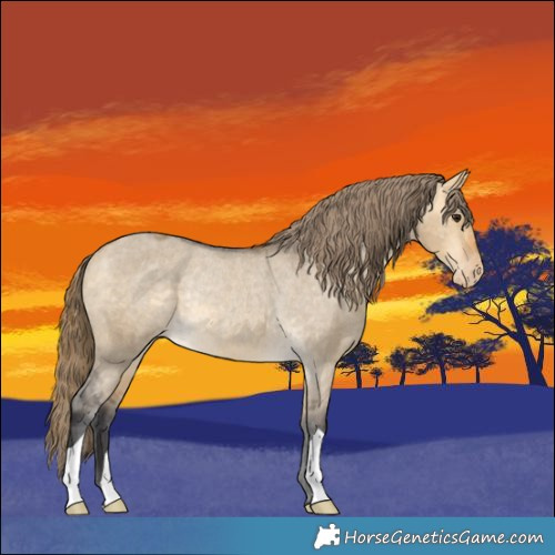 Horse Color:Buckskin Dun Appaloosa Rabicano 