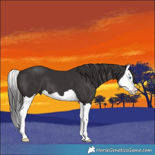 Horse Color:Smoky Black Splash 