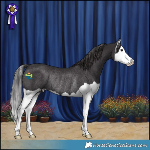 Horse Color:Smoky Black Splash Rabicano 
