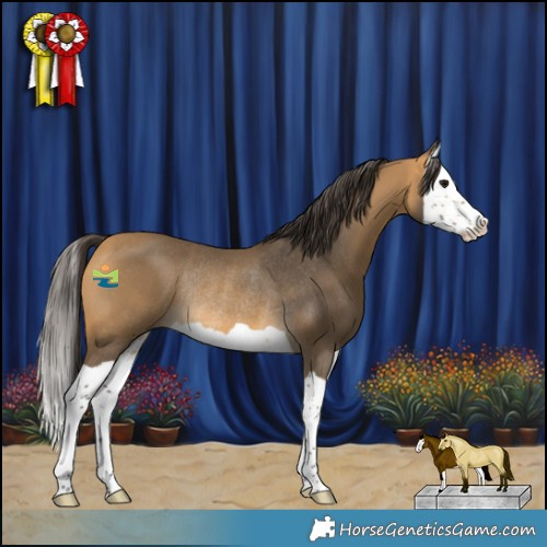 Horse Color:Buckskin Splash Rabicano 