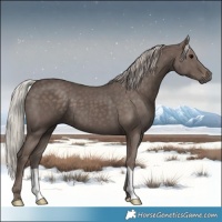 Horse Color:Silver Black