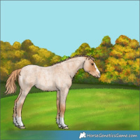 Horse Color:Red Roan 