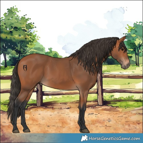 Horse Color:Bay 
