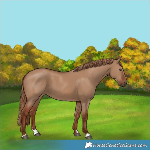 Horse Color:Red Dun 