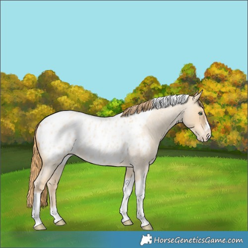 Horse Color:Gold Champagne Roan Dun Splash Tobiano Frame Appaloosa Rabicano 