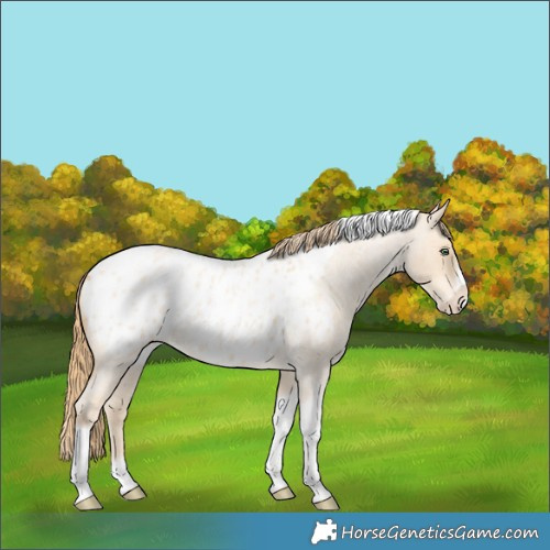 Horse Color:Gold Champagne Roan Dun Splash Tobiano Frame Appaloosa Rabicano 