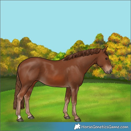 Horse Color:Chestnut 
