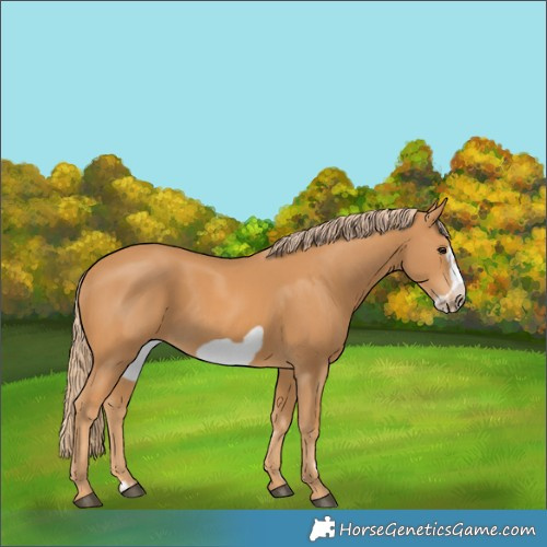 Horse Color:Chestnut Frame 