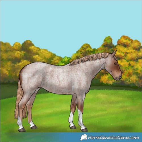 Horse Color:Red Roan Tobiano 