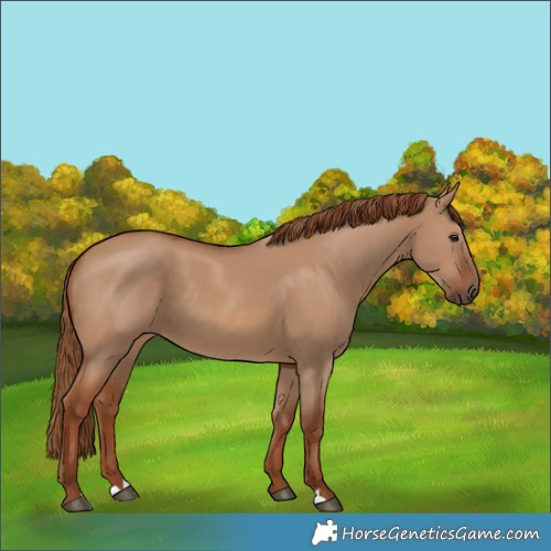 Horse Color:Red Dun 
