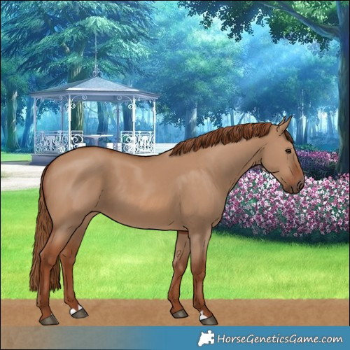 Horse Color:Red Dun 