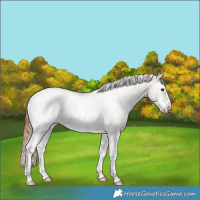 Horse Color:White Spotted Chestnut Splash  and White Spotted Chestnut Splash 