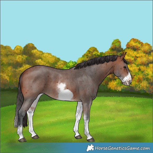 Horse Color:White Spotted Bay Sabino Frame