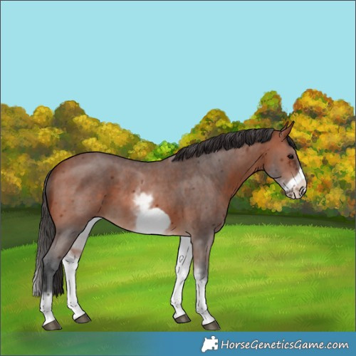 Horse Color:White Spotted Bay Sabino Frame 