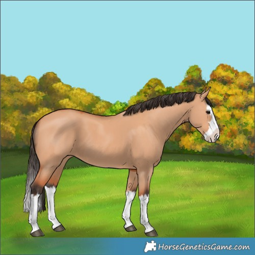 Horse Color:Bay Dun Splash 