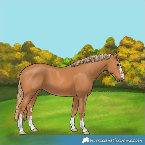 Horse Color:Chestnut 