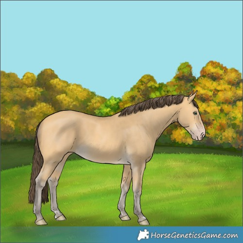 Horse Color:Amber Cream Champagne 