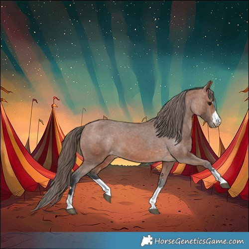 Horse Color:Bay Varnish