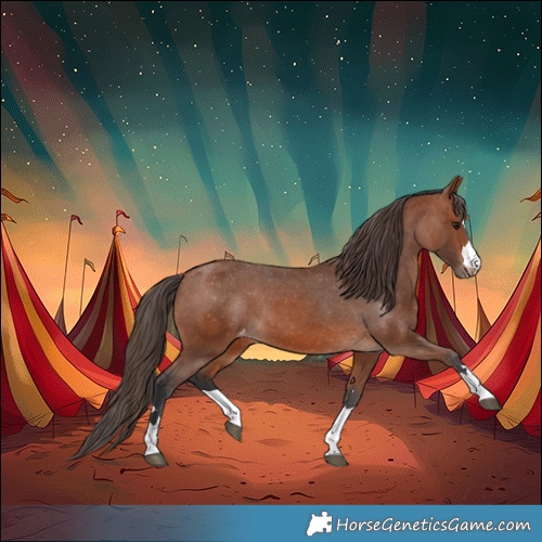 Horse Color:Bay Appaloosa 