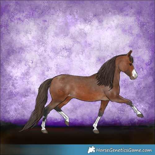Horse Color:Bay Appaloosa
