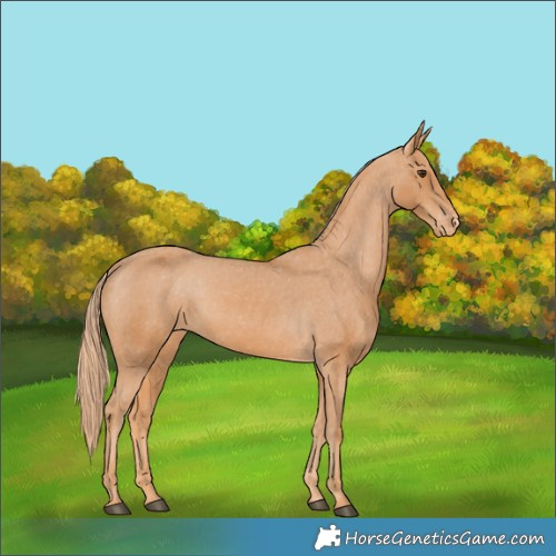 Horse Color:Chestnut Appaloosa