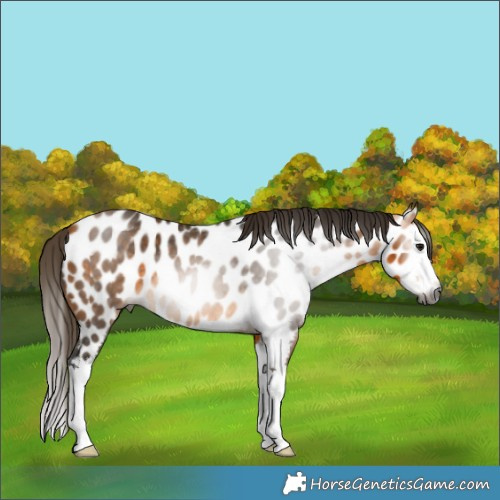 Horse Color:Gray Buckskin Splash Appaloosa