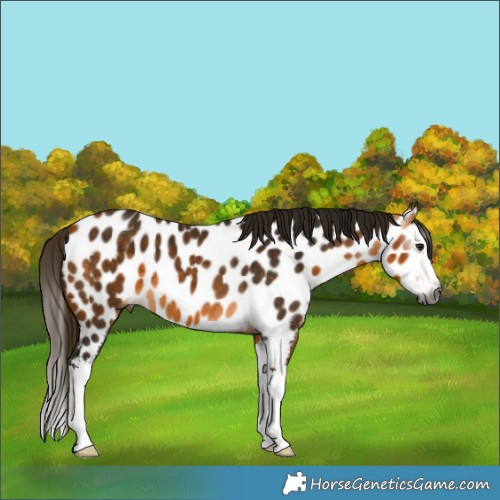 Horse Color:Gray Buckskin Splash Appaloosa 