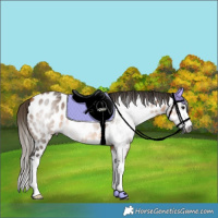 Horse Color:Gray Buckskin Splash Near Leopard