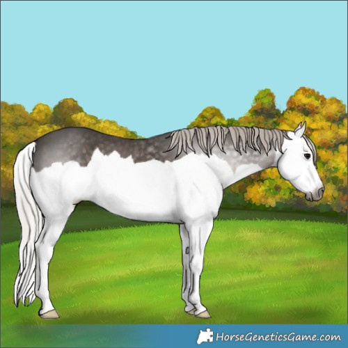 Horse Color:Gray Silver Black Splash 